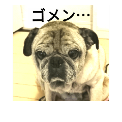 busuke