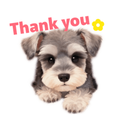 Cute Schnauzer Daily Reactions