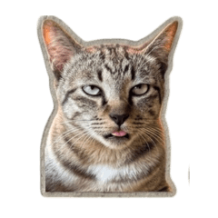 Pakin2320_20260404195325