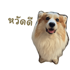 My momo sticker corki