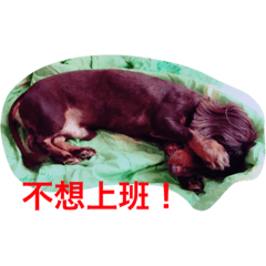 拔比愛Puppy