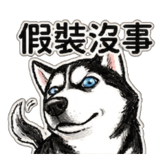 傻哈犬的日常用語