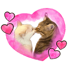 吾等與貓毛-哥與雪