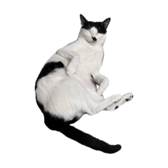 冒冒他是一隻狗-03