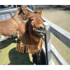 可愛動物富田農場表情包(重置版
