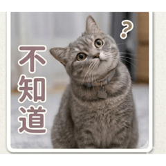 Jumi 貓 202604050911