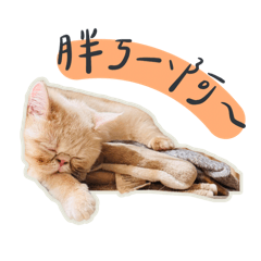 我叫Pumpkin：正在自己賺罐罐ฅ^•ﻌ•^ฅ