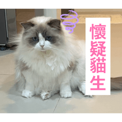 有一隻布偶貓叫刈包