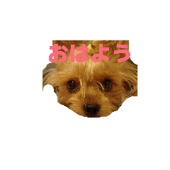 momotaro_20260405104829