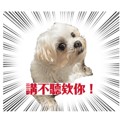 我是一隻海狗柴