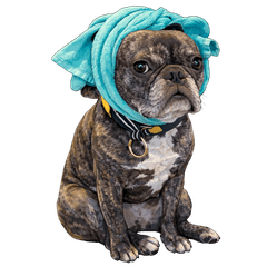 Sassy & Grumpy Frenchie