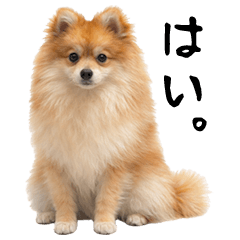 Mugi the Pomeranian Greetings