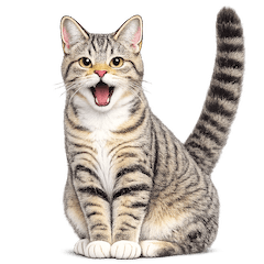 使いやすいキジトラ猫の敬語スタンプ