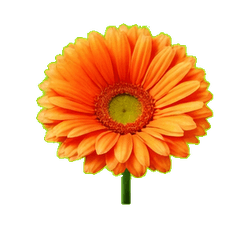 Beautiful flowers_isn1