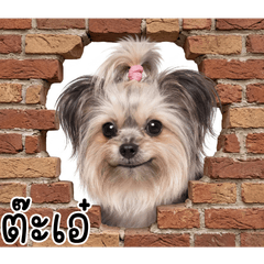 ข้าวข้าว หมาน้อยน่ารัก : วันวันทำอะไร