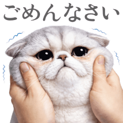 ブサカワ猫エキゾチックの毎日【4】