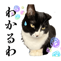 marugoro1_20260404001720