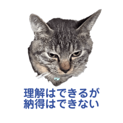 love my cats/coco peco takeshi