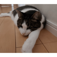 JioDango_20260405022407