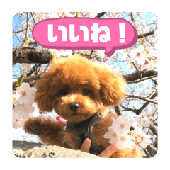 SUGIYAMATEN_20260405015713