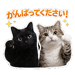 Toto & Bon-chan for Everyday Use (2)