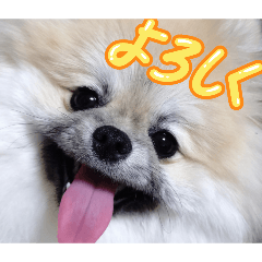 Pomeranian Princess Coco