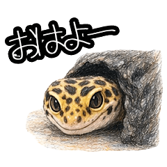 Life with a Leopard Gecko