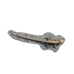 Encounter with lizard