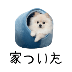 Life with Mochimaru.