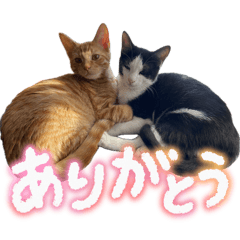 N_chan_o00_20260405000852