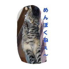 tetomito_20260405050941