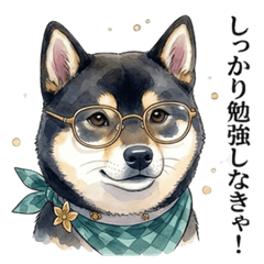 Because I'm a Shiba Inu- New Semester