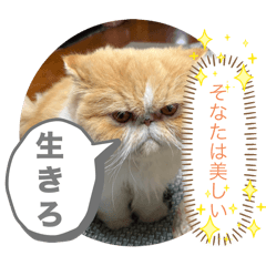 MSSAN_20260402235557