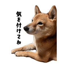 amanatsu_20260405080637