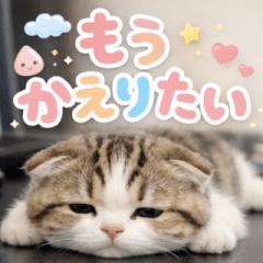 飛び出す♡やる気ないにゃんこ