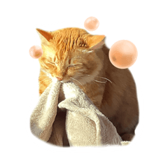 The cat!! exe._20260405164013