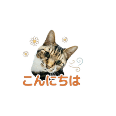 Cat pooh greeting stamp