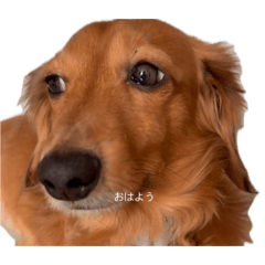 ルンルンバッキ