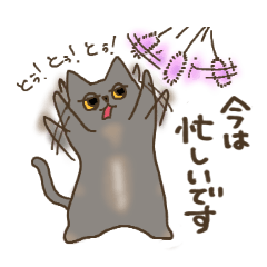 Shijimi-chan the Munchkin cat