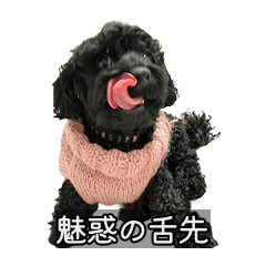 Kin-chan the Black Poodle (Girl)