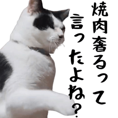 Funny Cat Stickers :Boy Student Phrases!
