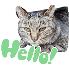 NakamuraAyame_20260404132546