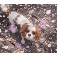 jayson_20260404150338