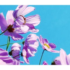 susukino yorei_20260404153203