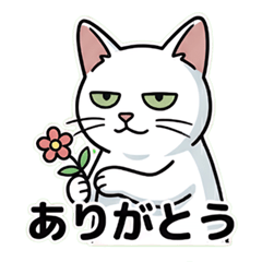 Deadpan Cat Everyday Conversations