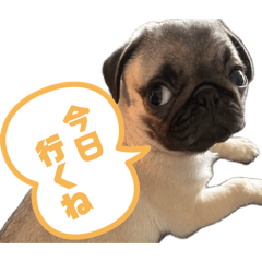 hanabi_20260405141011