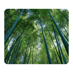 竹筍 新竹 竹林 動態貼圖