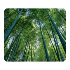 竹筍 新竹 竹林 動態貼圖