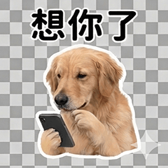 Sarah Golden Retriever