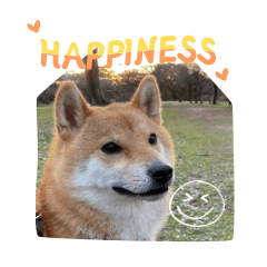 Healing Shiba Inu Masaru